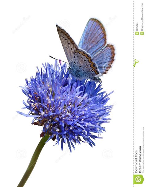 ✓ free for commercial use ✓ high quality images. Blue Butterfly On Flower Cutout Stock Images - Image: 8225274