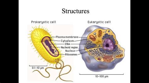 These tissues are not living because they are not cellular. Unit 3 - Online Video Tutorial on Cell Theory, Structure ...