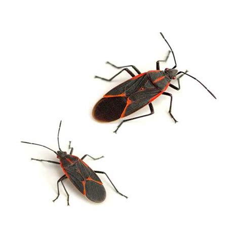 Boxelder Bug Identification And Info