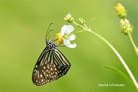 Dark Glassy Tiger Butterfly Singapore Geographic