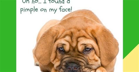 Dogs With Chin Pimples Canine Acne Solutions Bulldog Chin Acne