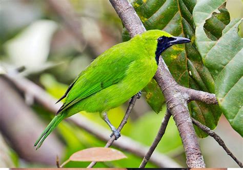 Cucak ijo full jamtrok, gacor, fighter, nembak keras, sangat cocok untuk test mental, biar cucak ijo ber karakter lebih fighter jika. Burung cucak ijo | Burung, Hijau, Burung cantik