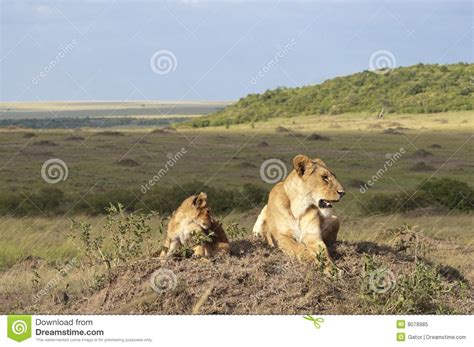 African Lioness Panthera Leo Nubica With Her Cub Stock