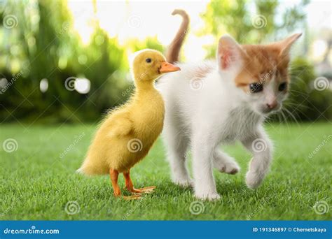 Fluffy Baby Duckling And Cute Kitten Together On Grass Outdoors Stock