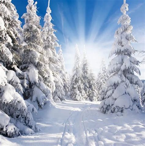 10x10ft White Snow Pine Forest Trees Sunshine Winter Wonderland Custom