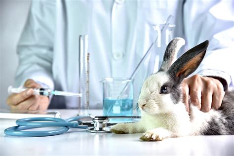 Animal Testing On Rabbit World Animal News