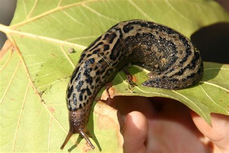 The Wonder Of Slugs Nuisance Or Delicacy Eat The Planet