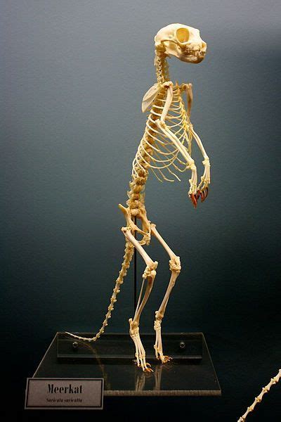 Meerkat Skeleton On Display At The Osteology Museum Of Oklahoma