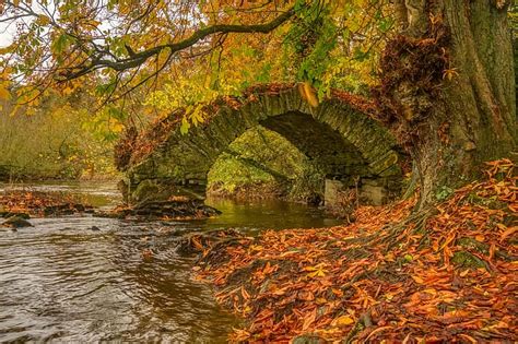 Otoño árboles Puente Río Irlanda Hojas Caídas Río Boyne Река