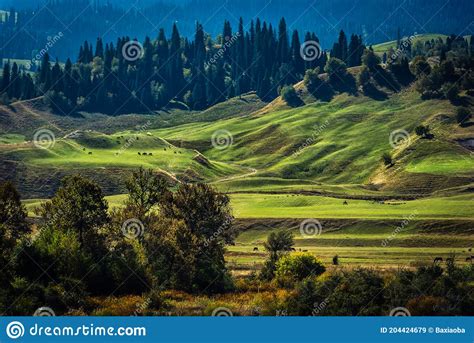 Panorama Landscape Of Forest And Grassland In Xinjiang Stock Image Image Of Light Scenic