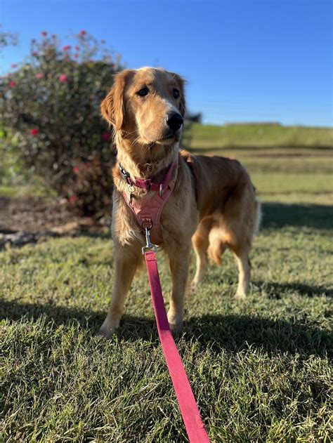 Dog for Adoption - Amber Aug 22, a Golden Retriever in Randolph County
