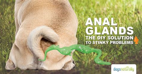 This liquid tells other dogs everything they need to know about your dog. 38 best Doggie stuff images on Pinterest | Doggies, Pets ...