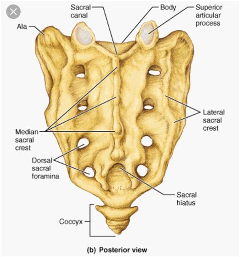 Posterior View Of Cranial And Sacral Bones Diagram