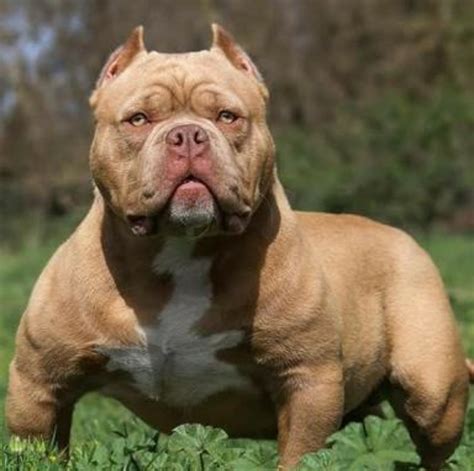 25 Bulldog Dangerous Breed Image Bleumoonproductions
