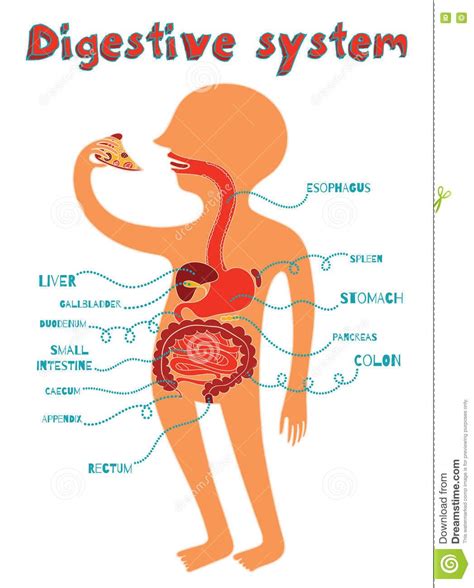 Live Science Digestive System