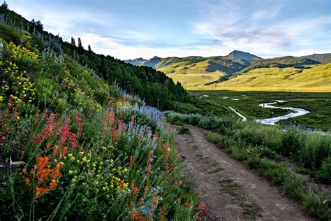 Crested Butte Wildflowers Colorado Photography Etsy