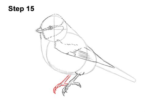How To Draw A Blue Tit Bird Video And Step By Step Pictures