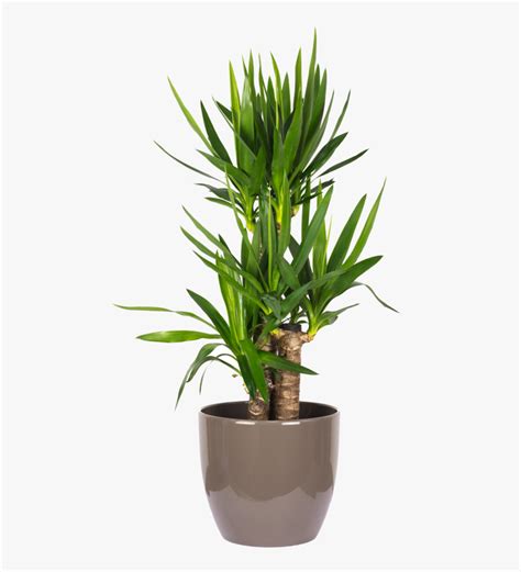 The tallest of the yuccas, yucca elephantipes (spineless yucca) is a large, upright succulent shrub or small tree boasting several sparsely branched trunks that thicken over time and resemble an elephant's foot. Yucca Elephantipes Palme 60/30/20 - Dracaena Lemon Lime ...