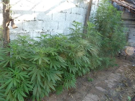 Encontraron Más De 300 Plantas De Marihuana En La Casa De