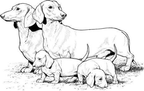 The dogs were coloured the same as the two she owned and i made tree trunks for candle. Dachshund Coloring Pages | Dog coloring page, Puppy ...
