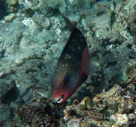 Bullethead Parrotfish Female And Juvenile