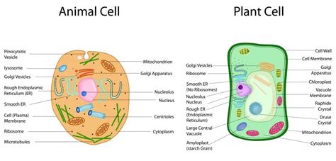 Plant vs Animal Cells: The Difference Between Plant & Animal Cells