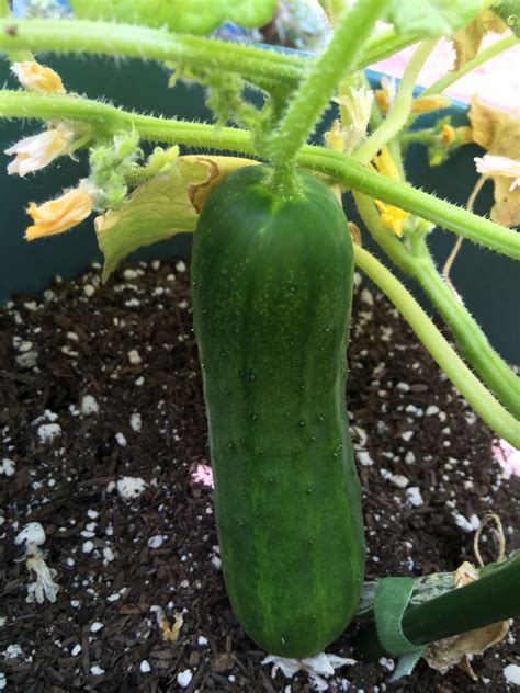 yes you can grow cucumbers in 5 gallon container buckets small gardens growing cucumbers