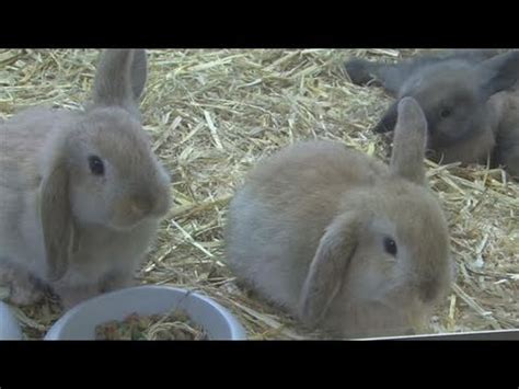 Rabbits are social and curious animals, who can make fantastic pets. How To Take Care Of A Mini Lop Rabbit - YouTube