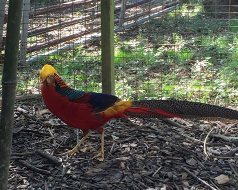 Red Golden Pheasant Animals At Plumpton Park Zoo