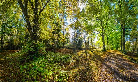 Hd Wallpaper Forests Nature Trail Trees Wallpaper Flare