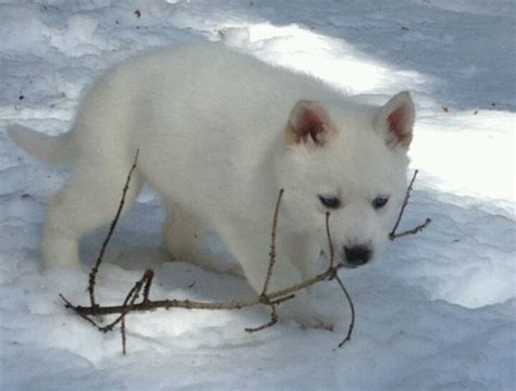 20 Best Arctic Wolfdog Hybrid Images On Pinterest