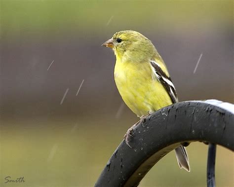 What are the different colors of finches? Yellow Finch (female) | Flickr - Photo Sharing!