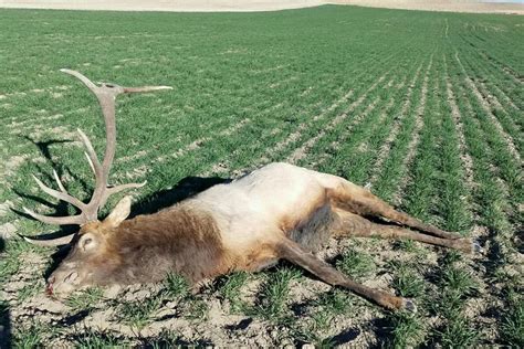 Poaching Penalties Would Increase Under Nebraska Proposal