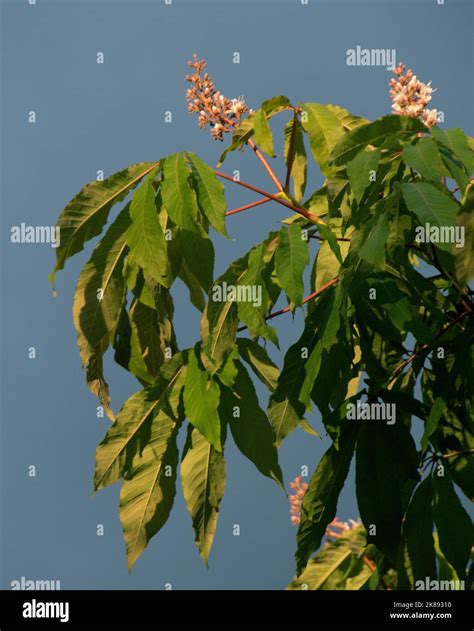 Indian Horse Chestnut Aescula Indica Stock Photo Alamy