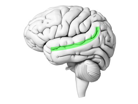 The Superior Temporal Sulcus Brain Language
