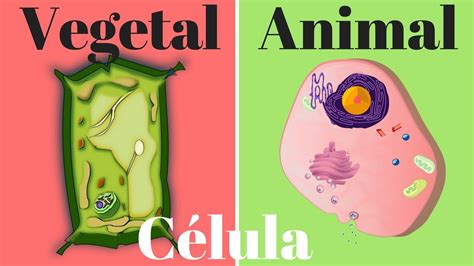 Célula Vegetal Célula Animal Diferencias Y Semejanzas Youtube