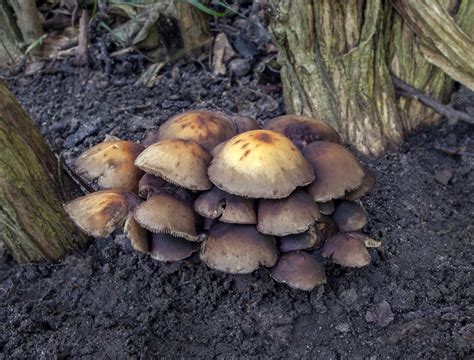 Fungi Ident help | NatureSpot