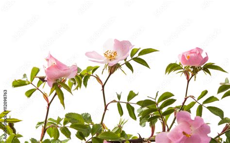 Wild Rose Flower Isolated Stock 写真 Adobe Stock