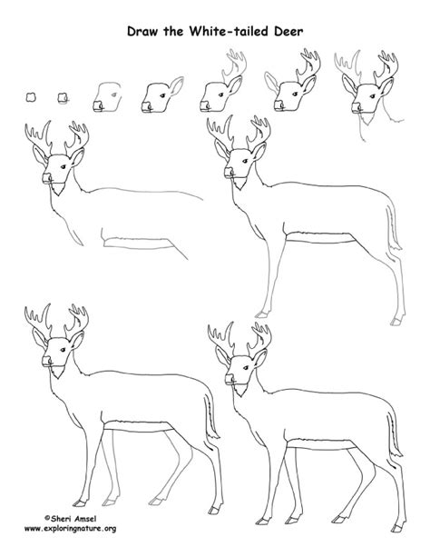 High quality art board prints by independent artists and designers from around the world. Draw a Deciduous Forest