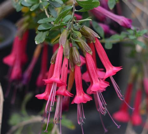 The nature of yellow card reporting means that reported events are not always proven side effects. Cantua buxifolia 4" pot