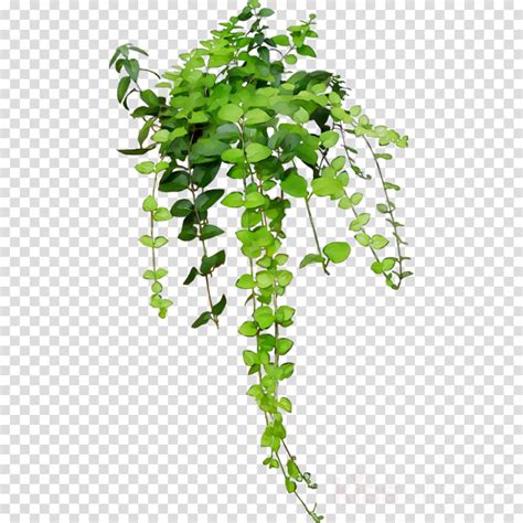 Aesthetic Plants Png Free Logo Image