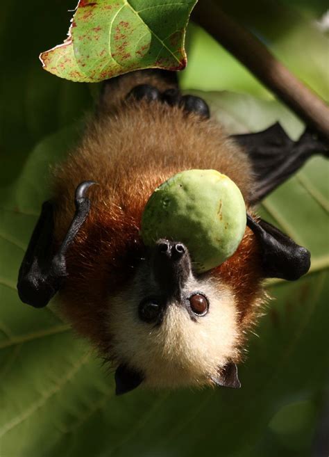 Aldabra Flying Fox Fox Flickr Photos Flying