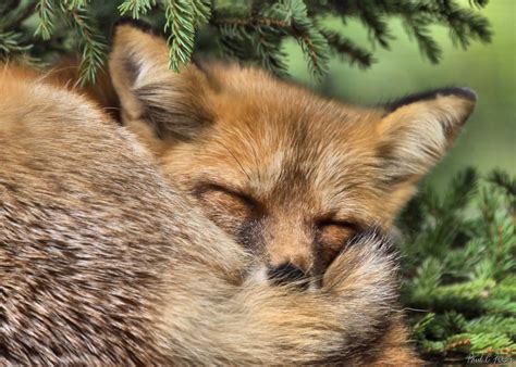 Sleeping Beauty A Red Fox Pup Sleeping Peacefully Among Th Flickr