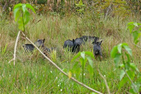 Wild Pigs Threaten Biodiversity Hotspots Across South America Study Shows