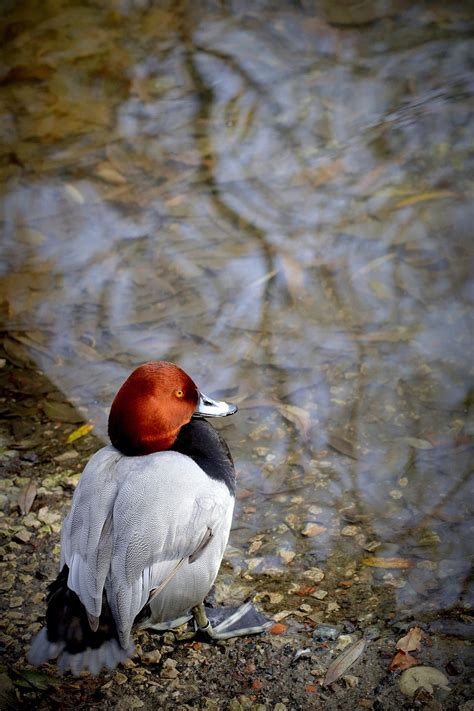 1 Free Redhead Duck And Bird Images Pixabay