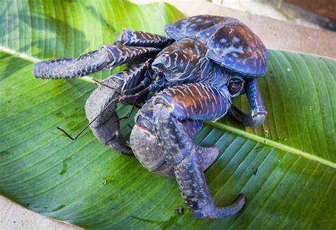 17 Captivating Coconut Crab Facts