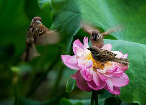Pin By Flowers In Heart On Lotus Beautiful Birds Bird Pictures