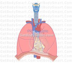Anatomy learning showcases +6000 anatomical structures. 37 Best Coffee effects and diagrams images | Coffee effects, Body nervous system, Nervous system