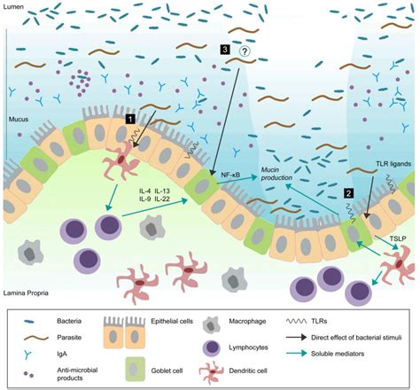 Pathogens Free Full Text Goblet Cells And Mucins Role In Innate
