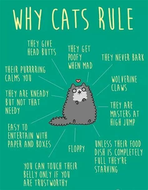 Why Cats Rules Crazy Cats Cats Cute Cats